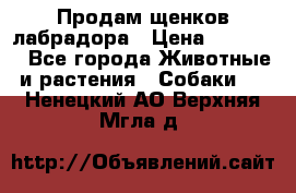 Продам щенков лабрадора › Цена ­ 20 000 - Все города Животные и растения » Собаки   . Ненецкий АО,Верхняя Мгла д.